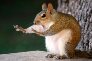 thumbimg