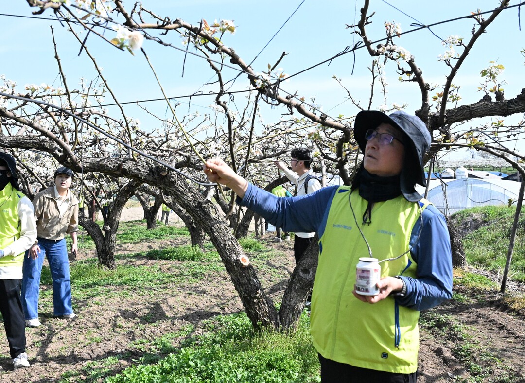 농협손보, 안성 배 농가 찾아 일손 ...