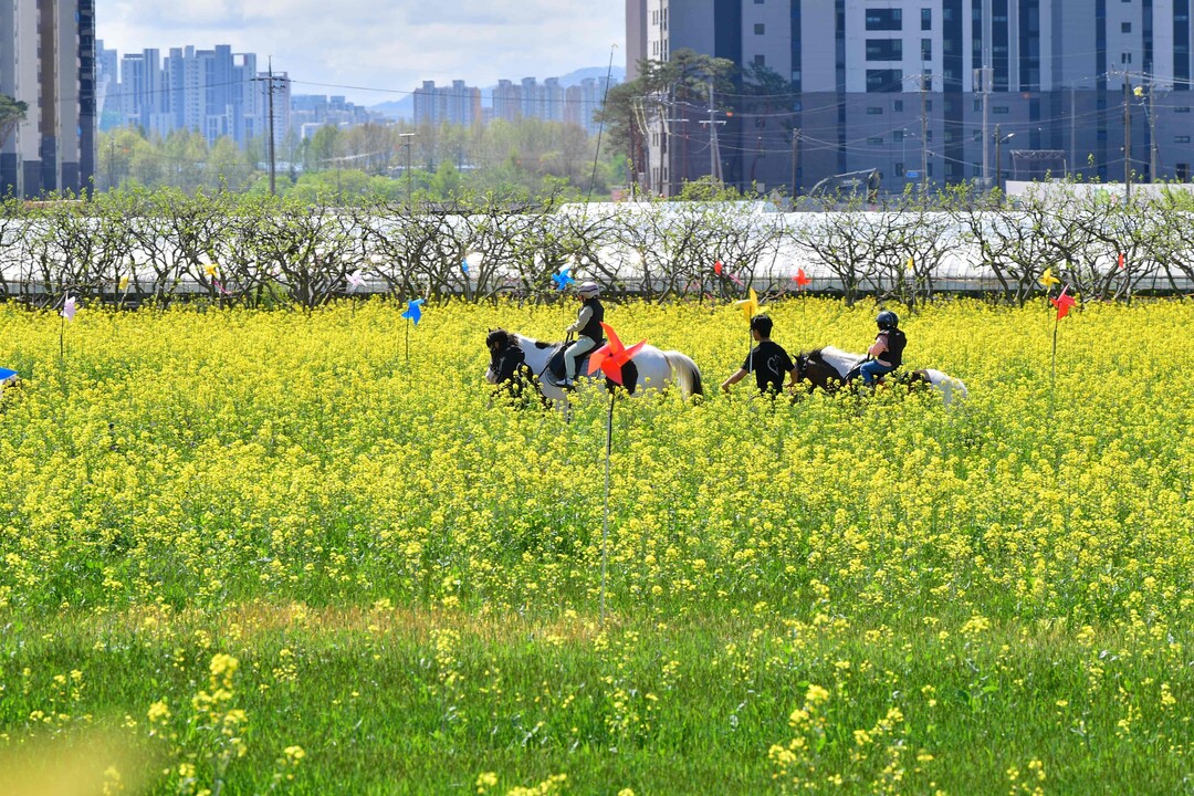 [포토] 유채꽃 바람 타고 산나물 향...