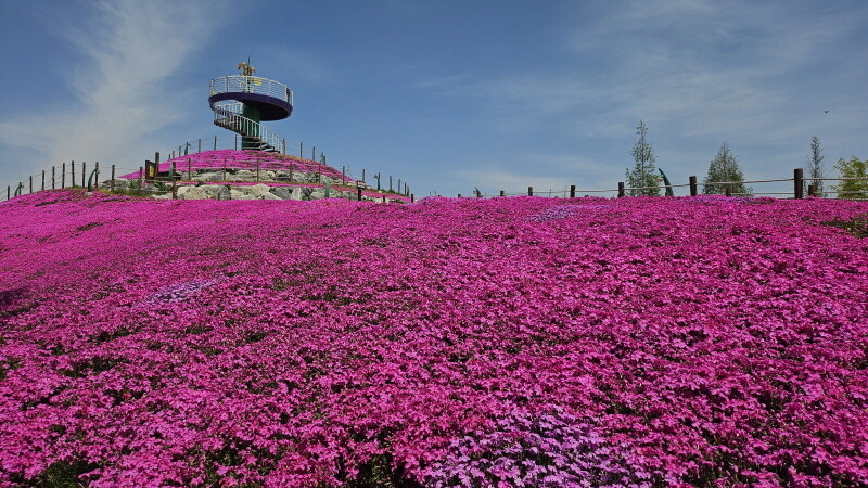 거창창포원에 꽃잔디·튤립 만개…5월까...