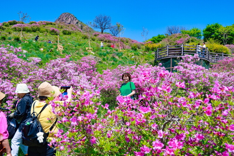 산청군 '제42회 황매산 철쭉...
