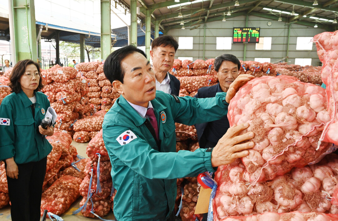 [창녕군 소식] 햇마늘 경매 돌입-농...