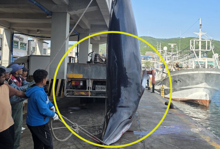 '바다의 로또' 밍크고...