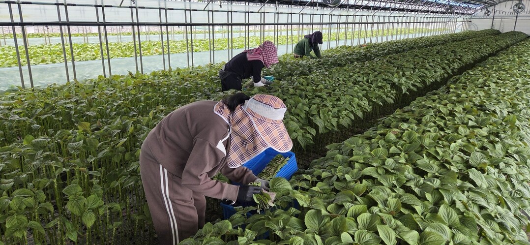 밀양시농업외국인고용주연합회, 9일 &...