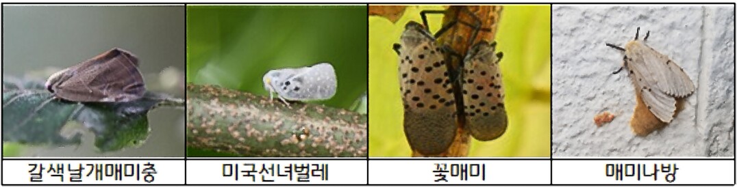 경기도, 10월 돌발해충 성충기 협업...