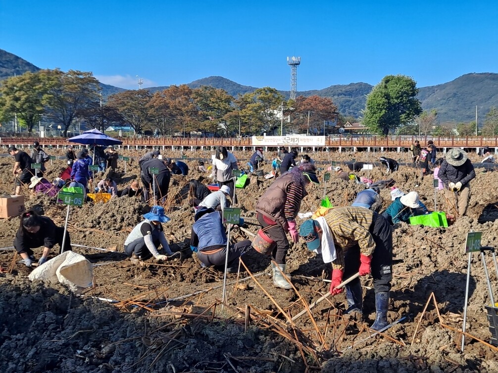 [밀양시 소식] 연꽃단지 연근 캐기 ...